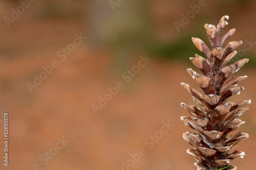 Winter pine cone
