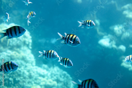 Sergeant-major fish school with water surface in background  underwater Caribbean sea