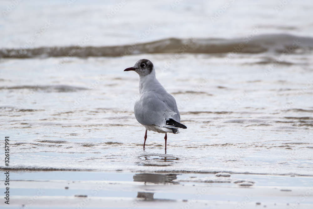 Saint Jean de Monts, Black-headed gull Saint Jean de Monts, Black-headed gull