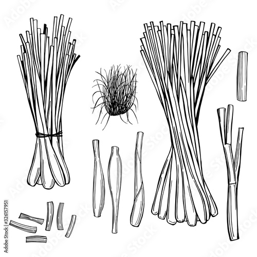 Hand drawn  lemongrass set.  Vector sketch illustration
