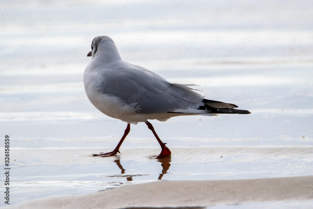 Saint Jean de Monts, Black-headed gull Saint Jean de Monts, Black-headed gull