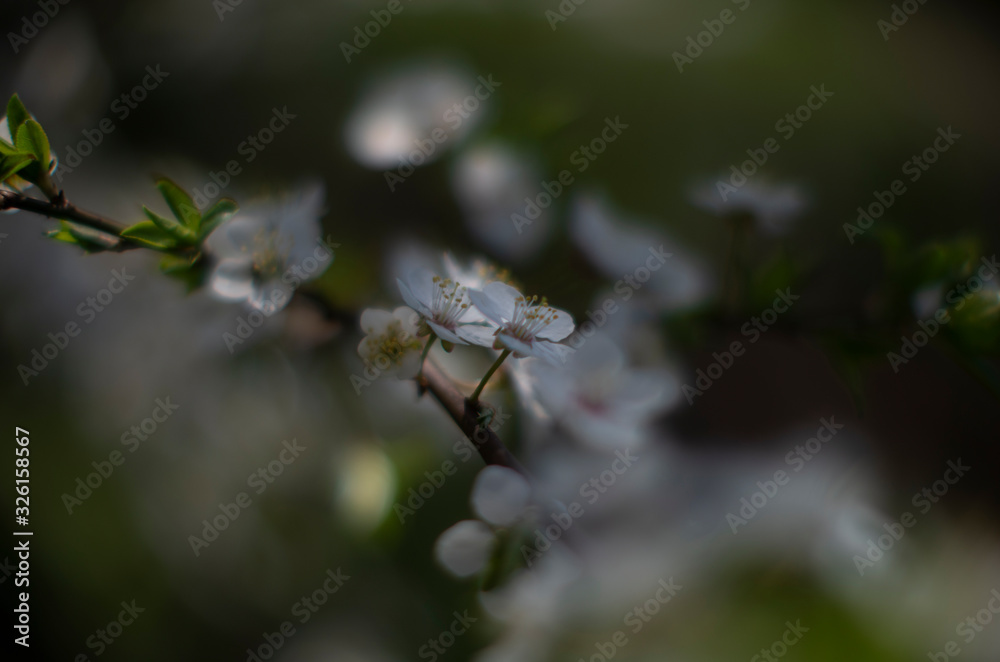 flowering cherry branch in spring on a very blurry background with beautiful bokeh flowering cherry branch in spring on a very blurry background with beautiful bokeh