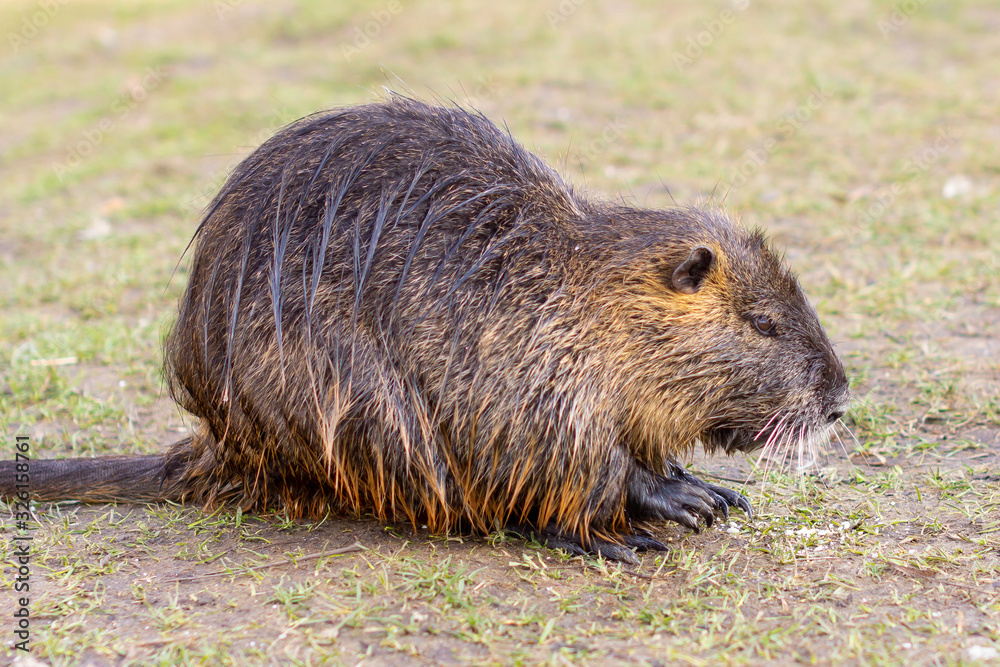 Nutria, Myocastor coypus or river rat the wild near the river Nutria, Myocastor coypus or river rat the wild near the river