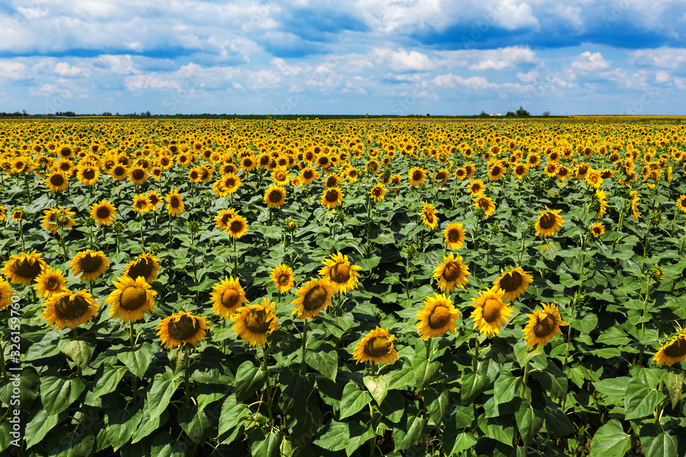 Blooming sunflower field high angle view