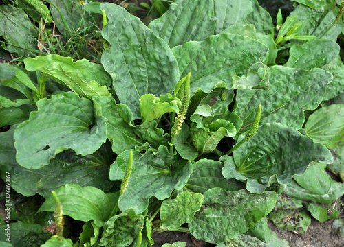 Slika na platnu In nature, the plantain is growing