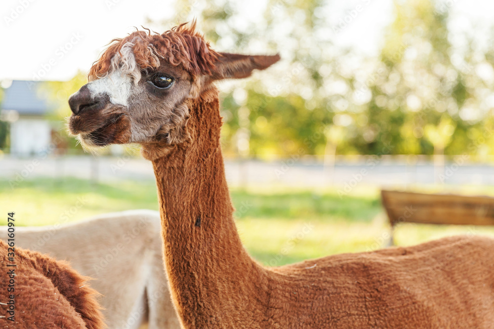 Obraz premium Cute alpaca with funny face relaxing on ranch in summer day. Domestic alpacas grazing on pasture in natural eco farm countryside background. Animal care and ecological farming concept