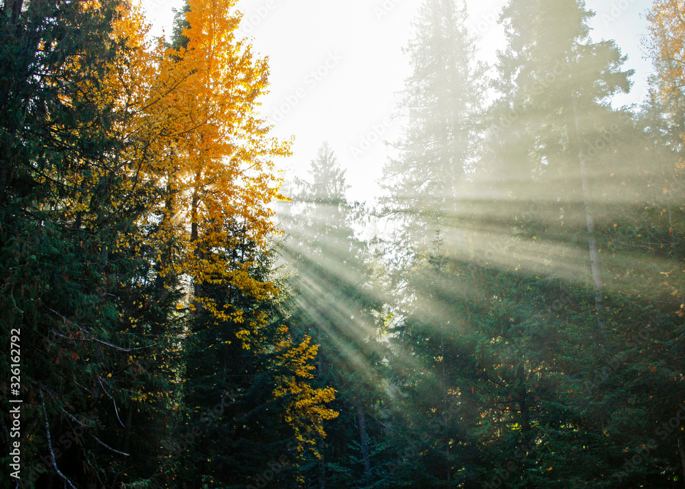 Obraz premium Smoke through the trees afternoon light