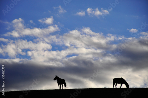  silhouette of a horse