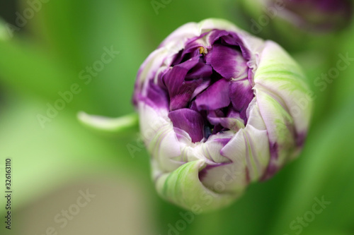 one purple tulip in the garden