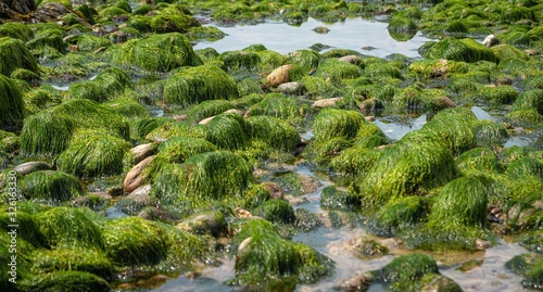 rocks and moss on the seabed at low tide on the jurrassic coast in south england, charmouth beach