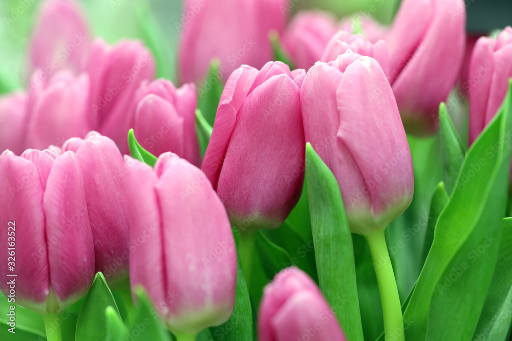 pink tulips in the garden, festive bouquet of flowers