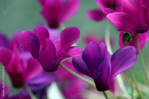 bright purple cyclamens in the spring garden