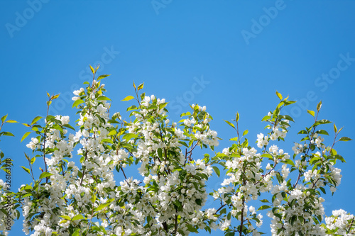 Apple tree branches with white flowers on a background of blue sky. © Dmitrii Potashkin