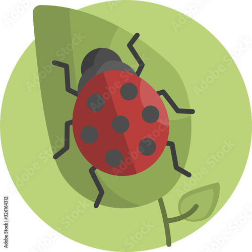 ladybug on white background
