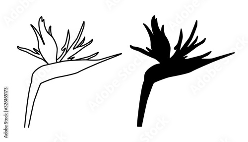 Vector illustration of strelitzia, bird of paradise. Black outline and silhouette version, isolated on white background