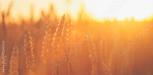 Barley field background in sunlight. Harvest season and agriculture business concept.