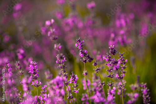 Beautiful lavender flowers close up on a field during sunset. Nature