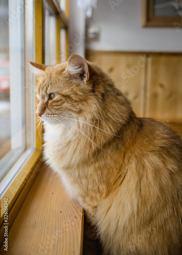 Fototapeta Naklejka Na Ścianę i Meble -  portrtait of longhair cat sitting on window in hallway