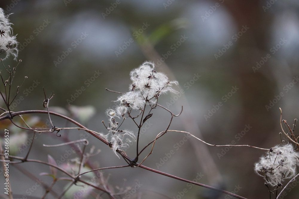 branch of a tree in winter