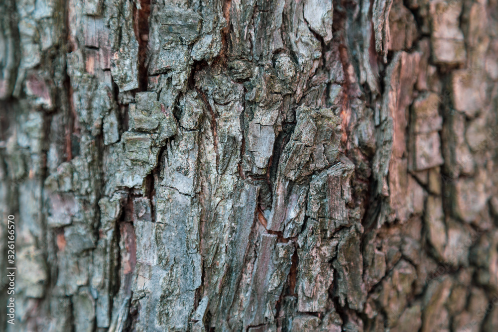Relief texture background of the brown bark of a tree. Wallpaper for device Relief texture background of the brown bark of a tree. Wallpaper for device