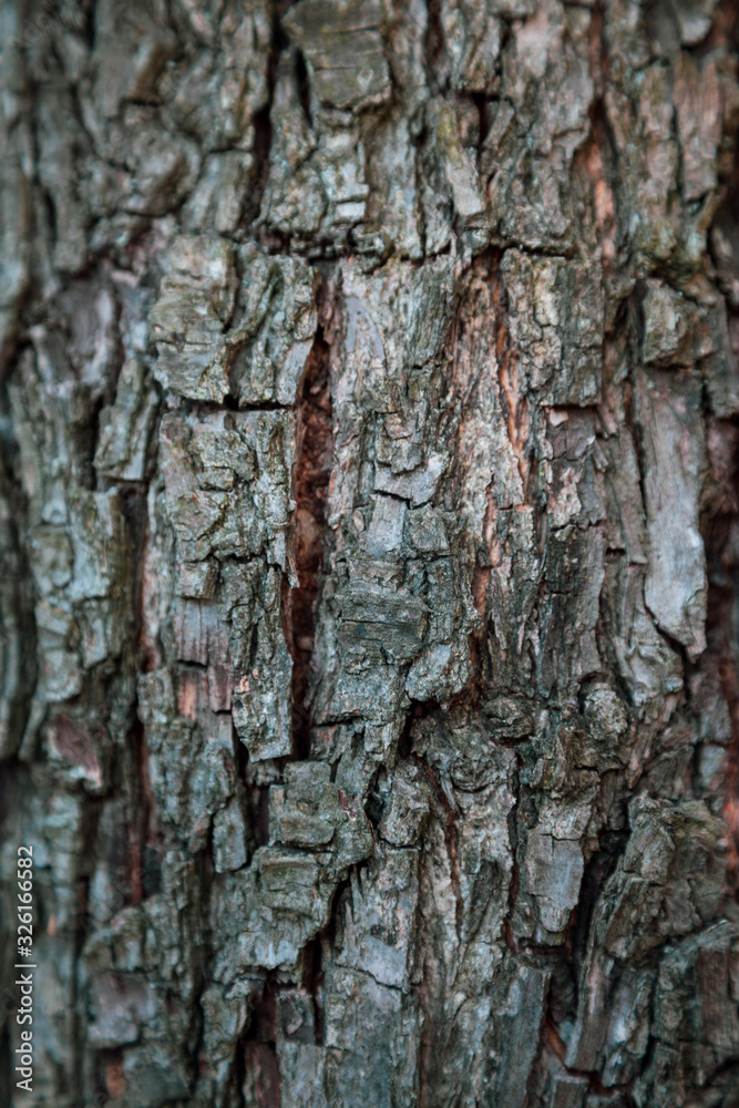 Vertical relief texture background of the brown bark of a tree. Wallpaper for device Vertical relief texture background of the brown bark of a tree. Wallpaper for device