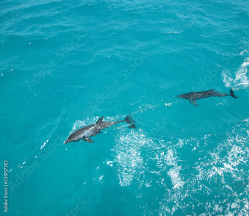 dolphins in the red sea