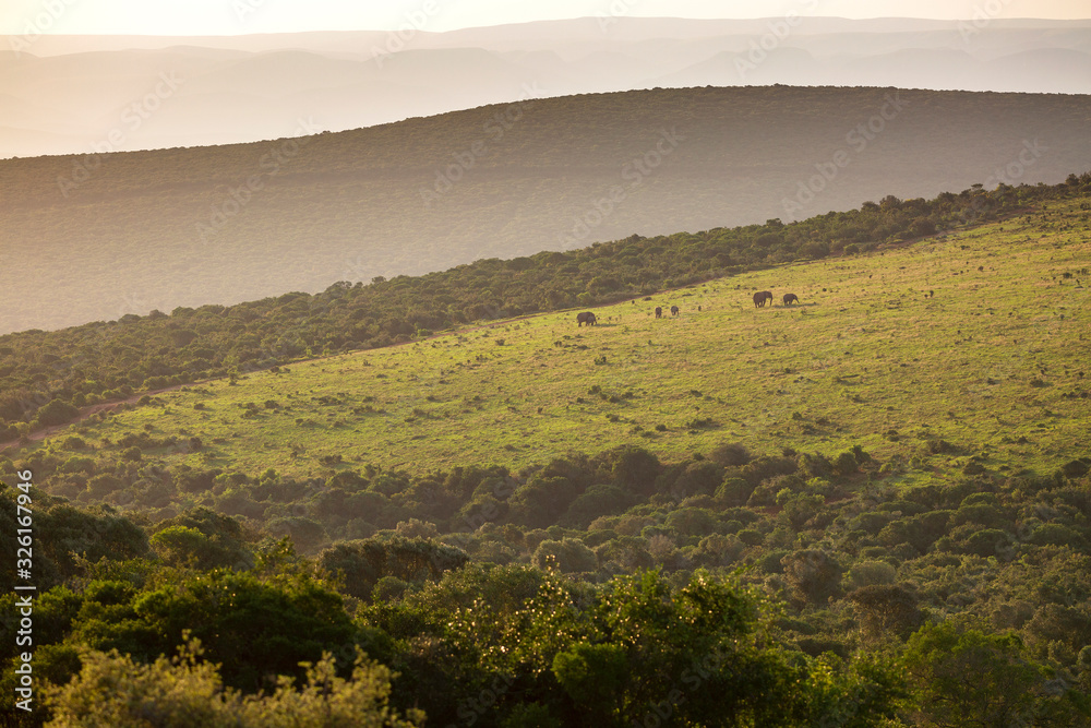 Obraz premium Sunset over valley with herde of elephants in Addo Elephant Park, South Africa
