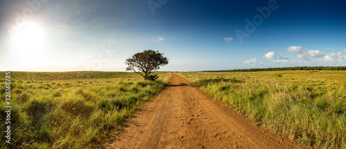 Panoramic view with gravel road and lonley tree into South African Savanna of iSimangaliso Wetland Park (high resolution)