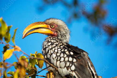 Closeup of Hornbill bird with blue air background in Kruger National Park, South Africa