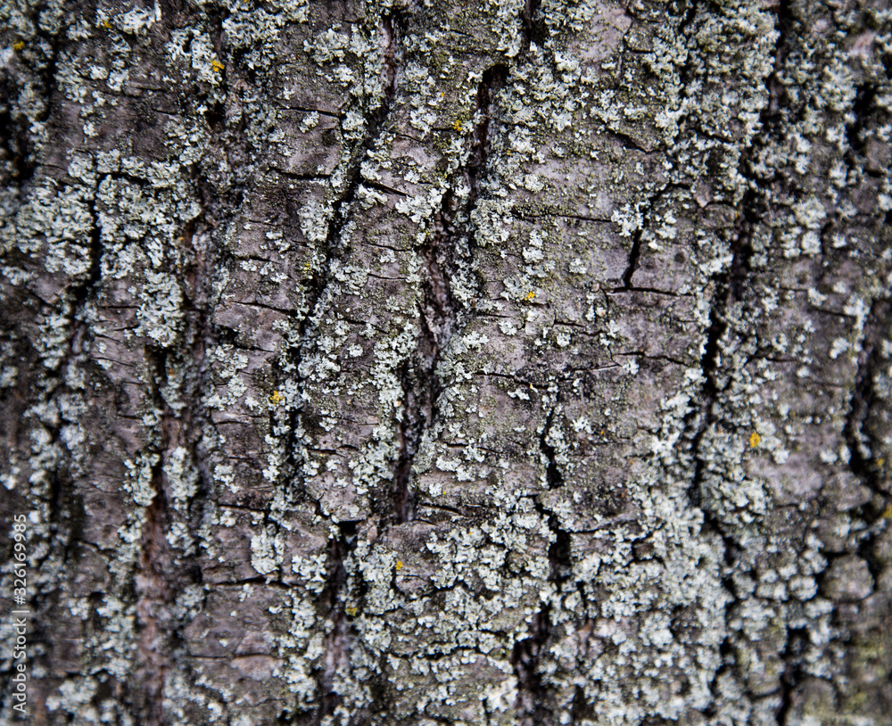 Relief texture background of the brown bark of a tree. Wallpaper for device Relief texture background of the brown bark of a tree. Wallpaper for device