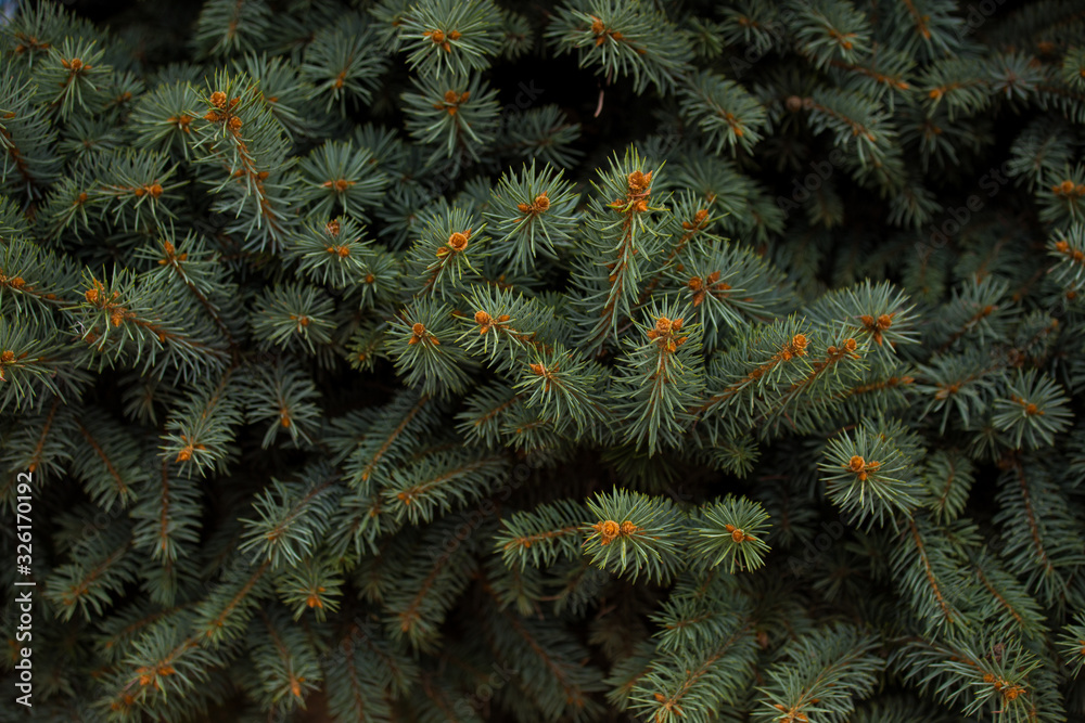 Christmas frame on the background of the Christmas tree, New Year theme. wallpaper fo your device Christmas frame on the background of the Christmas tree, New Year theme. wallpaper fo your device