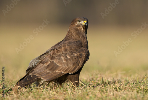 Common buzzard  Buteo buteo  close up