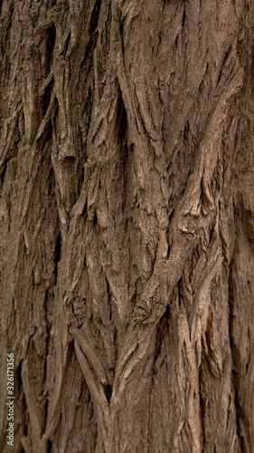 vertical relief texture background of the brown bark of a tree. Wallpaper for device