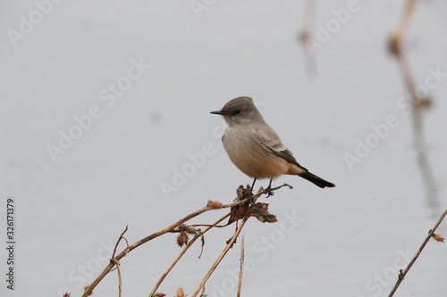 Say's phoebe (Sayornis saya) New Mexico USA photo