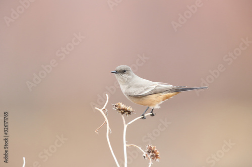 Say's phoebe (Sayornis saya) New Mexico USA photo