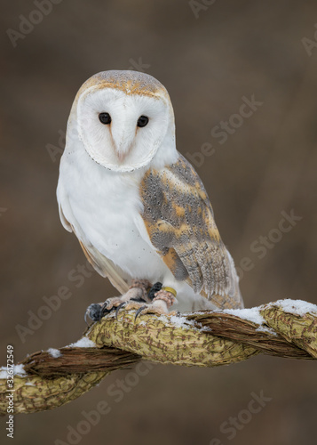 Barn owl full body portrait against brown background