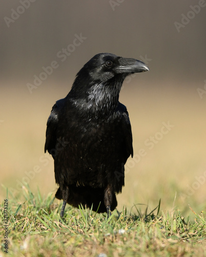 Raven (Corvus corax) close up © Piotr Krzeslak
