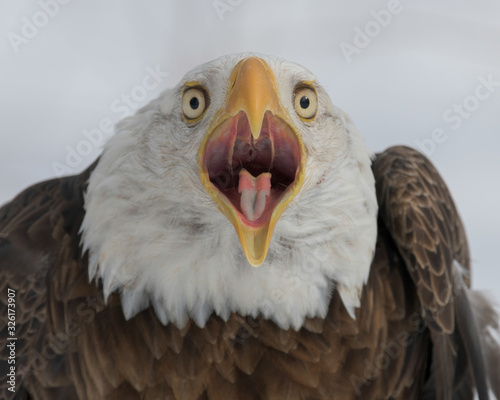 Bald eagle closeup with open mouth against white winter background Fototapeta