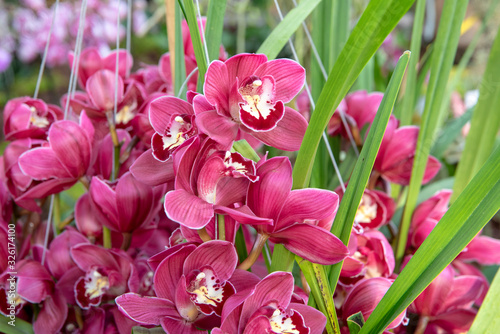 Konstfotografi Pink orchids in bloom with green leaves