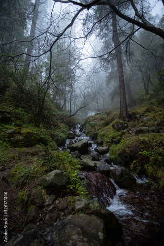 rio en medio del bosque de pinos con neblina