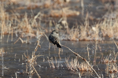 Say's phoebe (Sayornis saya) New Mexico USA photo