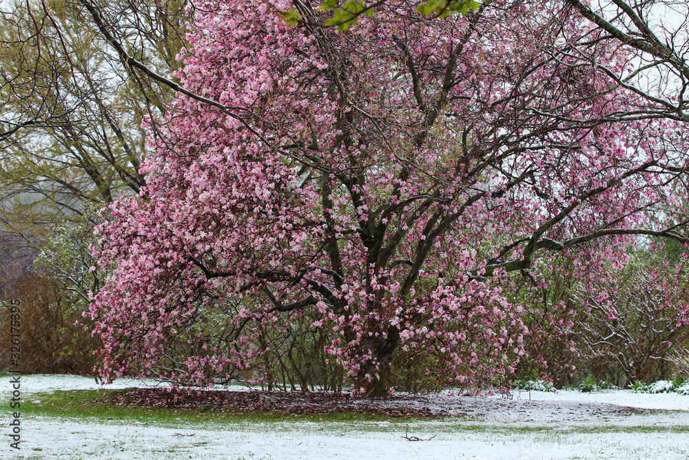 Beautiful spring nature background with blossoming magnolia tree. Close up view of pink magnolia blooming tree during unexpected snowfall in late April. Anomaly weather and climate change concept. Beautiful spring nature background with blossoming magnolia tree. Close up view of pink magnolia blooming tree during unexpected snowfall in late April. Anomaly weather and climate change concept.