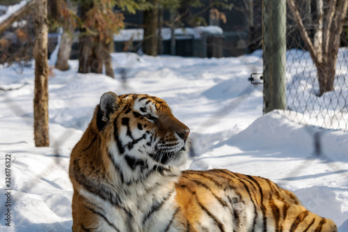 Tigre de l'amour au zoo de Granby l'hiver, Québec Canada
