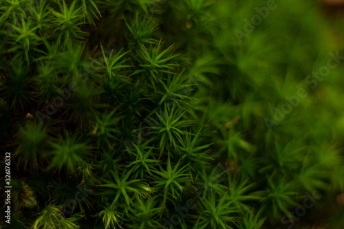 vegetation mousse vert cailloux