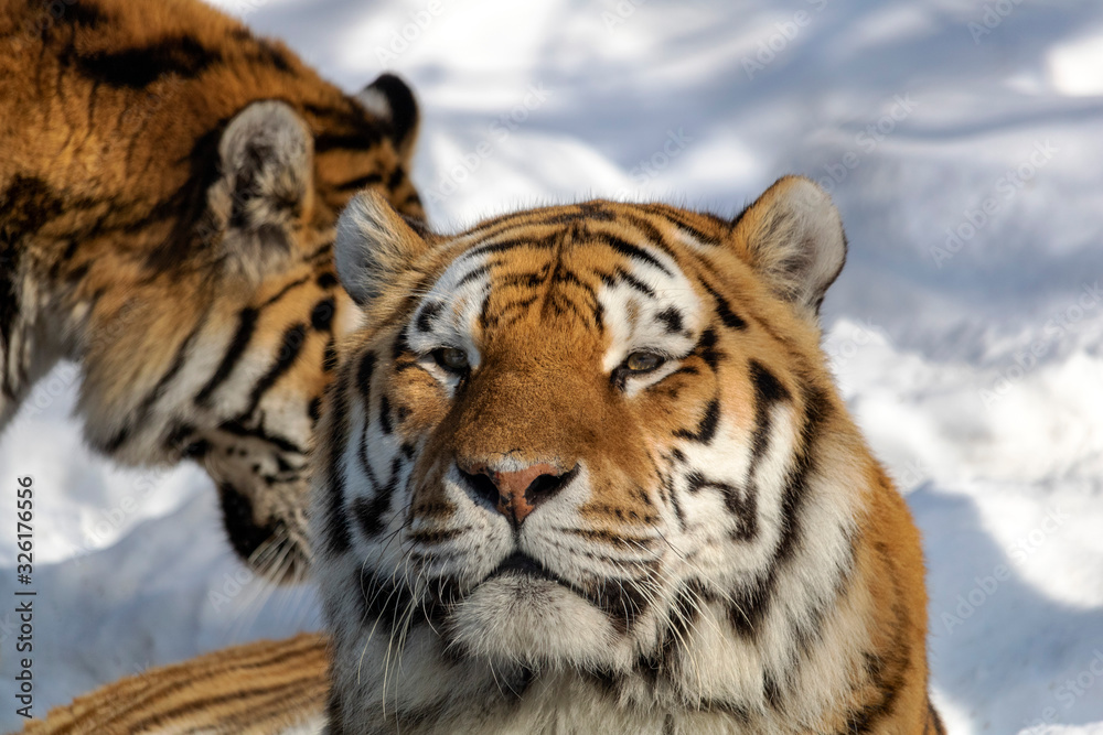 Tigre de l'amour au zoo de Granby l'hiver, Québec Canada Tigre de l'amour au zoo de Granby l'hiver, Québec Canada