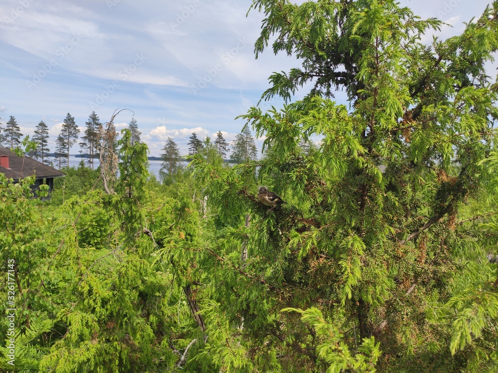 Fototapeta premium landscape with trees and blue sky