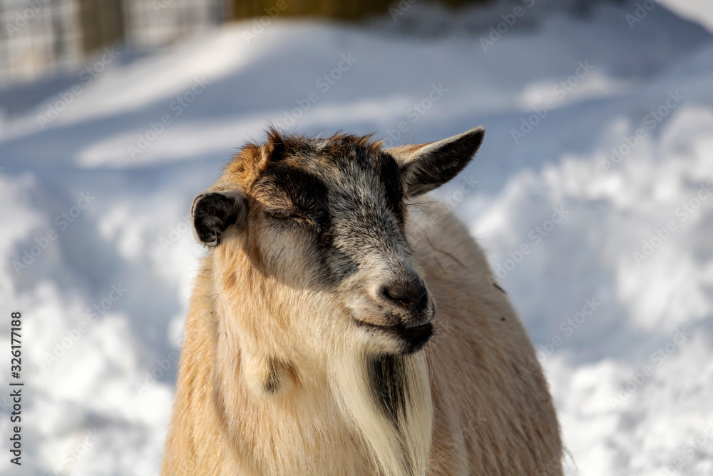 Fototapeta premium Chèvre au zoo de Granby en hiver, Québec Canada