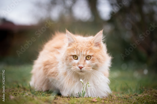 cute cream tabby maine coon cat resting behind flower outdoor in the garden