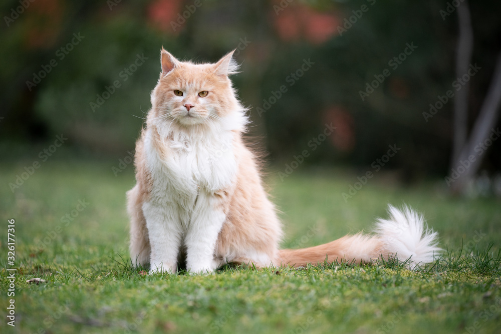 fluffy ginger white maine coon cat sitting on grass outdoors on a windy day fluffy ginger white maine coon cat sitting on grass outdoors on a windy day