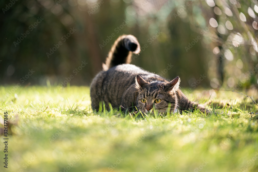 tabby domestic shorthair cat on the prowl outdoors on grass crouching in sunlight
